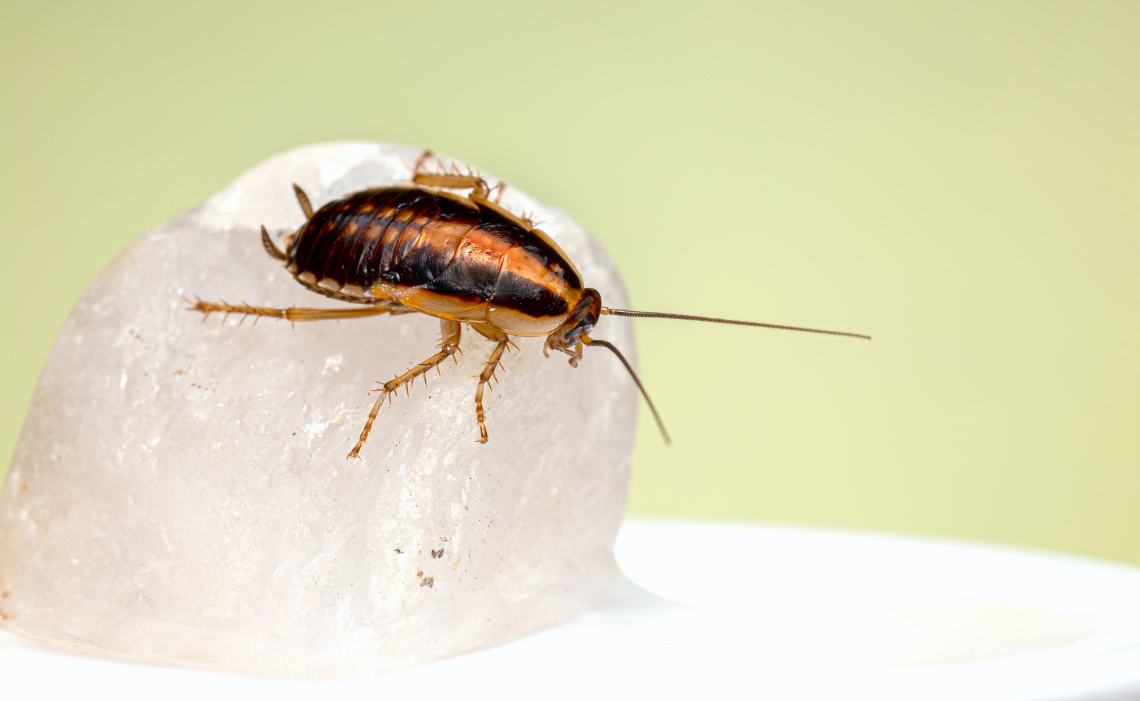 Cockroach on a white jelly