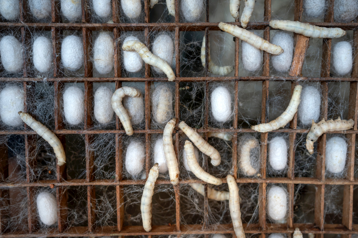 Silkworms and cocoons