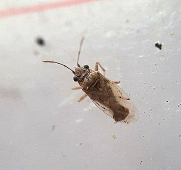 Unknown bug