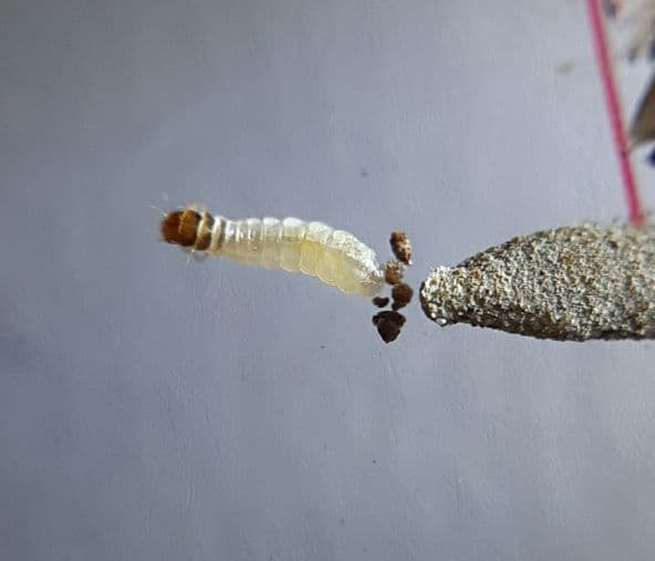 Case-bearing clothes moth larva