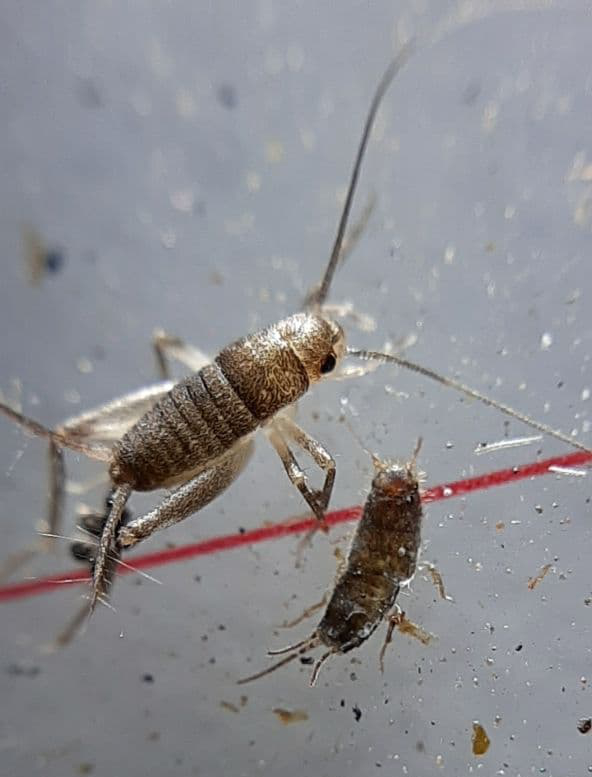 Cricket and silverfish
